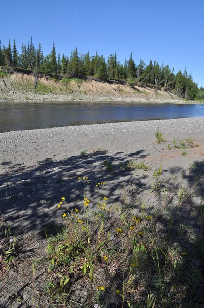 Flusslandschaft: Taiga, Kieselsteine und Sonne. — Stockfoto