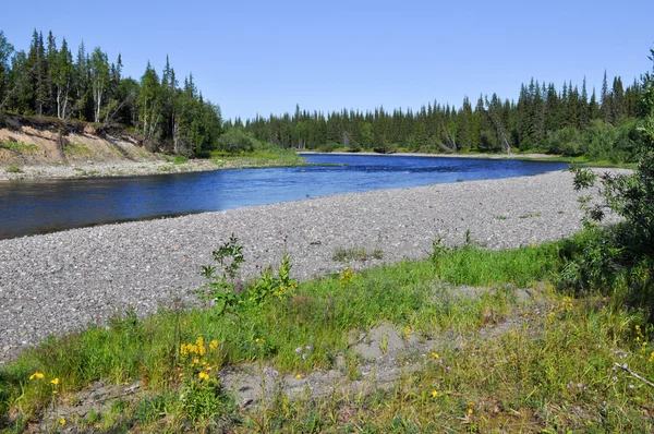 Flusslandschaft: Taiga, Kieselsteine und Sonne. — Stockfoto