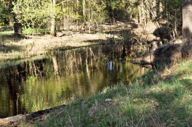 Bahar yeşil orman göl kıyısında. 