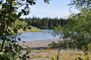 Çalılar aracılığıyla nehir manzarası. 