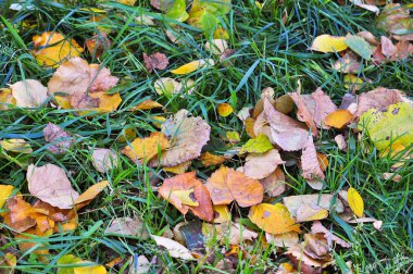 Düşen sonbahar yaprakları.