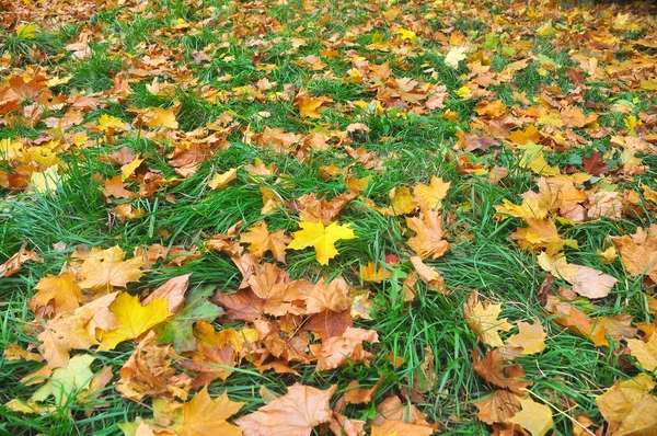 Падшие осенние листья. — стоковое фото