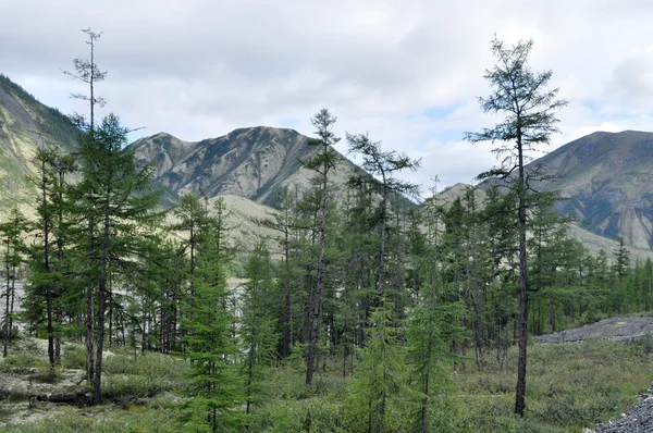 Nyár végén yakutia-hegység. — Stock Fotó