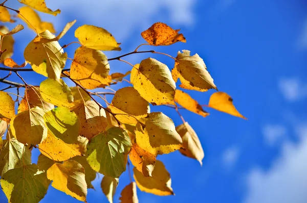 Tijd van leaf fall - heldere bladeren op takken. — Stockfoto