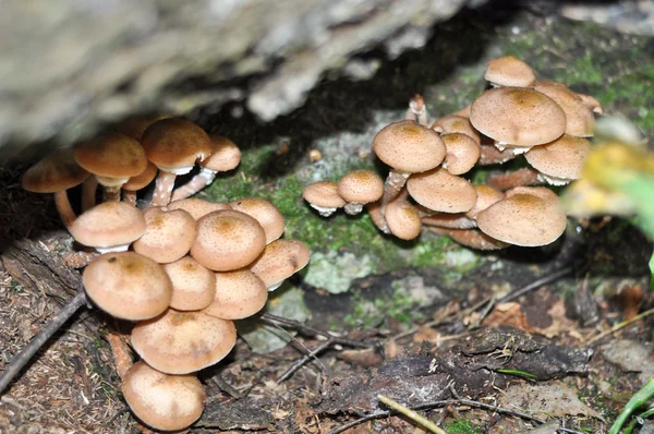 여 보 들 버섯 버섯 — 스톡 사진