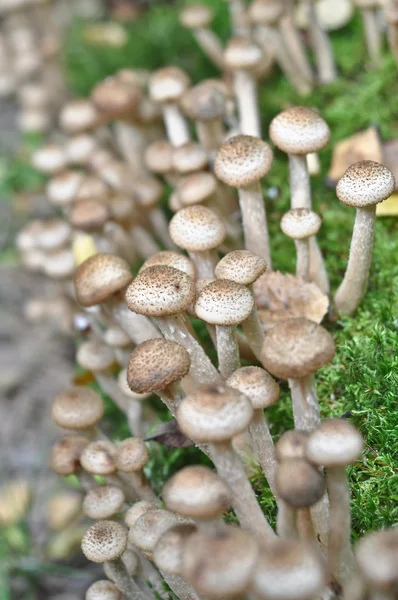 Honey agaric mushroom — Stock Photo, Image