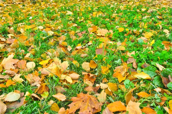 Foglie autunnali sull'erba del Parco . — Foto Stock