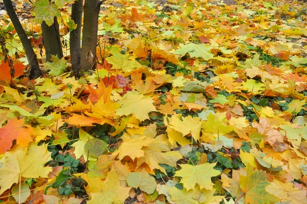 Feuilles d'automne sur l'herbe du parc . — Photo