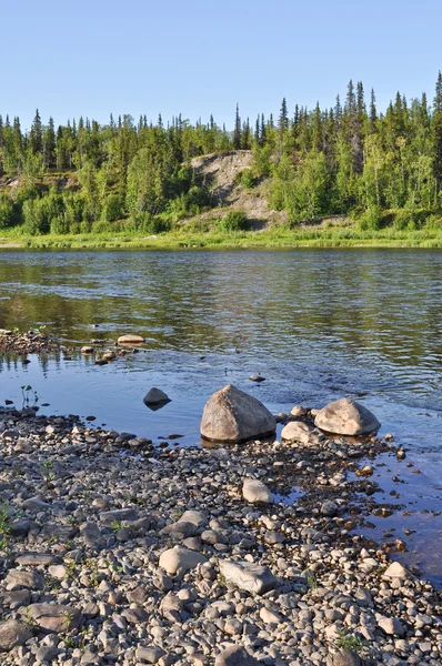 Taïga rivière Paga, Forêts vierges komi . — Photo