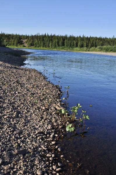 Pebble beach of the Ural river. — Stock Photo, Image