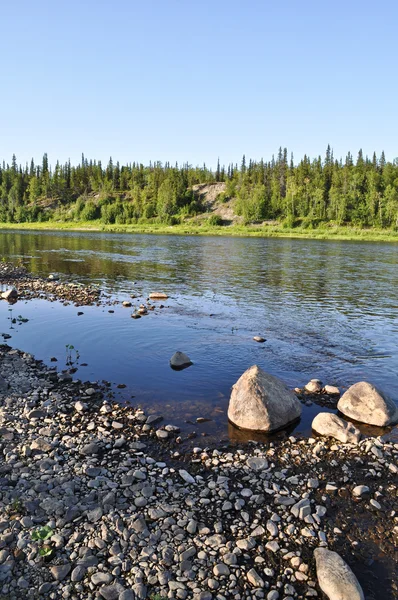 Taiga rivier Paga, Maagdelijke Komiwouden. — Stockfoto