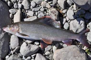 Avrupa Gölge balığı. 