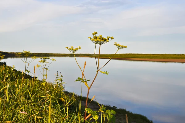 Expanses of river. — Stock Photo, Image