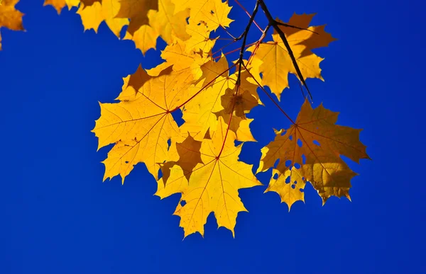 Herfstbladeren op de takken. — Stockfoto