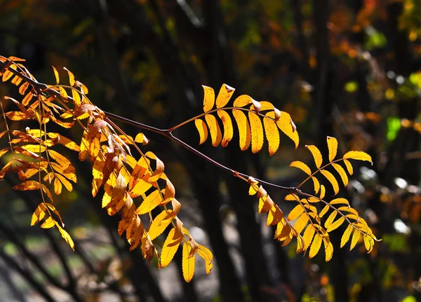 Folhas de outono nos ramos . — Fotografia de Stock
