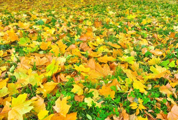 Parco autunnale in foglie cadute . — Foto Stock