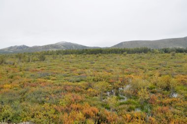 Autumn tundra on the background of mountains in Yakutia. clipart