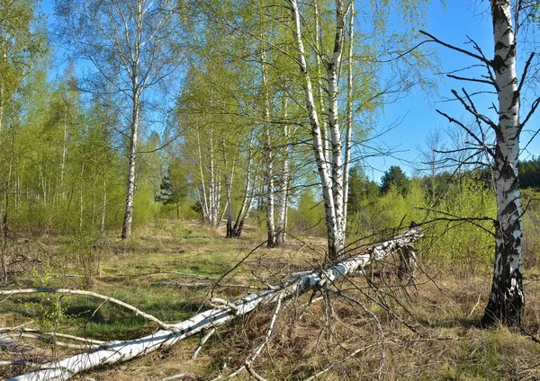 Spring landscape. — Stock Photo, Image