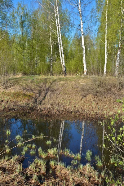 Lente in het nationaal park. — Stockfoto