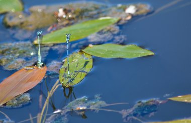 çiftleşme yusufçuk.