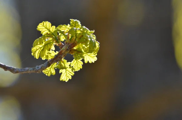 Eikenbladeren in mei. — Stockfoto