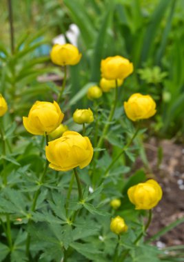 Trollius.