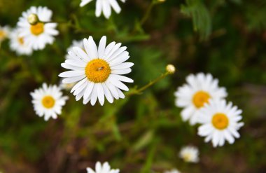 Beyaz papatya çiçekleri.