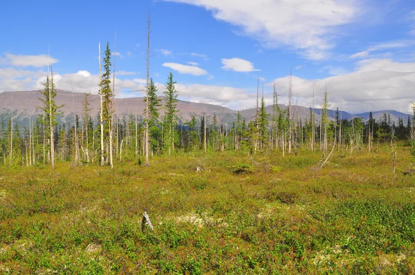 Tundra in the foothills of Putorana plateau. — Stock Photo, Image