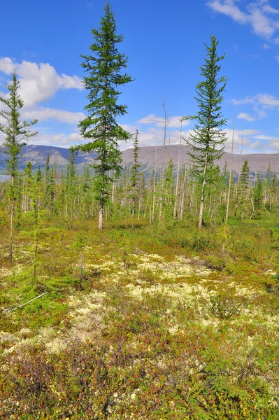 Tundra in the foothills of Putorana plateau. — Stock Photo, Image