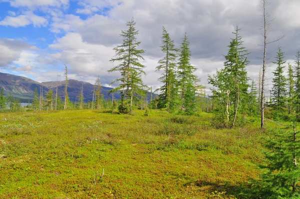 Tundra in the foothills of Putorana plateau. — Stock Photo, Image