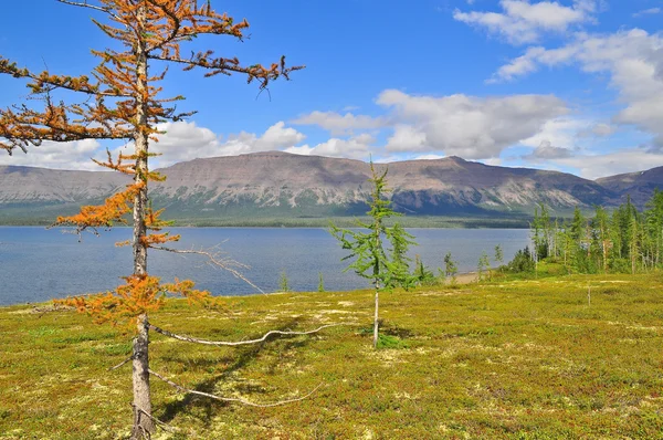 Lac de montagne sur le plateau du Putorana . — Photo