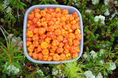 Cloudberries.