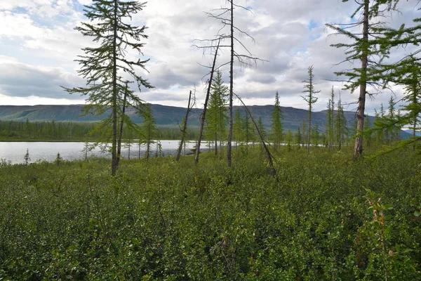 Taiga lake. — Stock Photo, Image