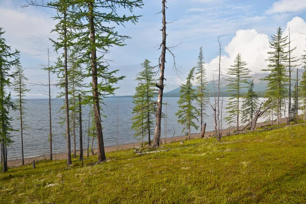 Larch on the Keta lake. — Stock Photo, Image