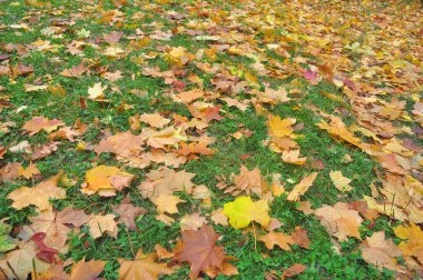 Çimlerin üzerinde sonbahar yaprakları.