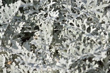 Süs bitkileri arka plan.