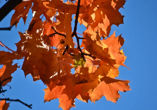 Herfst esdoorn bladeren aan de bomen. — Stockfoto