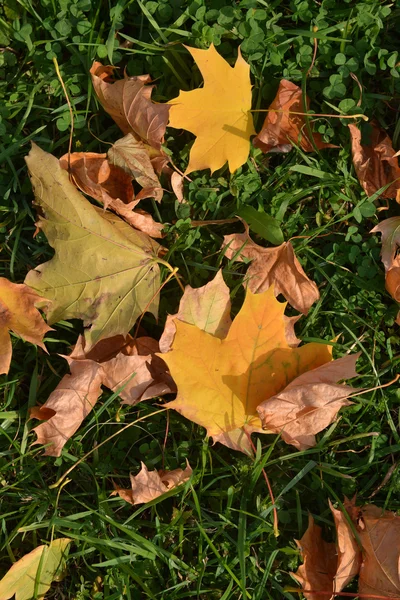 Autumn leaves on the grass. — Stock Photo, Image