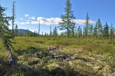 Dağ Tayga Putorana Plato üzerinde.