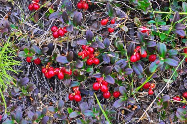 Olgun yabanmersini. Bitkiler.