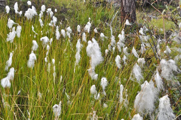 Cotton grass on the Taimyr Peninsula. — Stock Photo, Image