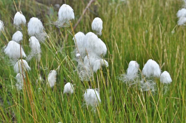 Cotton grass on the Taimyr Peninsula. — Stock Photo, Image