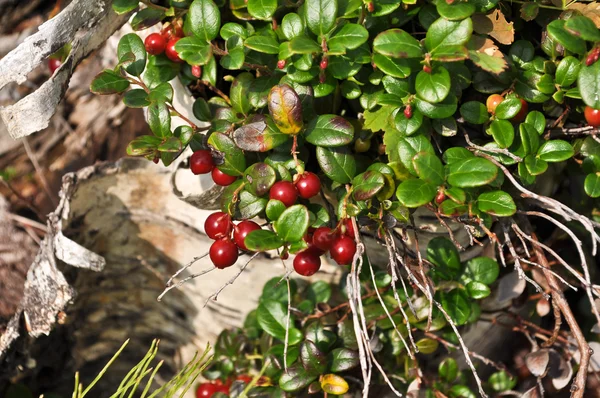 Ripe cowberry. Plants. — Stock Photo, Image