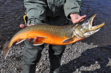 Araştırma Balık tutma - Arctic char.