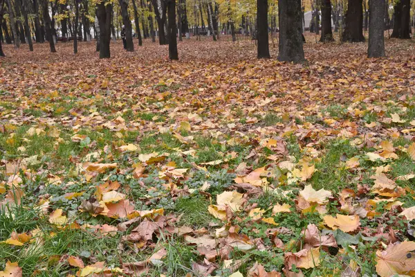 Güz Park çimlerin üzerine düşen yapraklar.