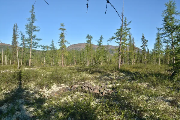 Tundra da floresta do sopé . — Fotografia de Stock