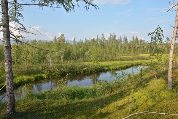 Pequeno lago entre a taiga de verão . — Fotografia de Stock