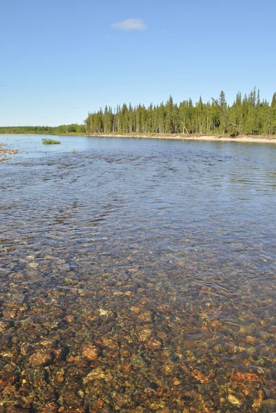 Lit de rivière de galets . — Photo