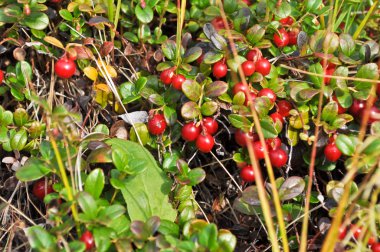 Çalılıkların üzerinde olgunlaşmış cowberries. 