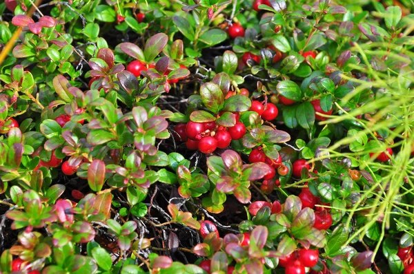 Reife Preiselbeeren an den Sträuchern. — Stockfoto